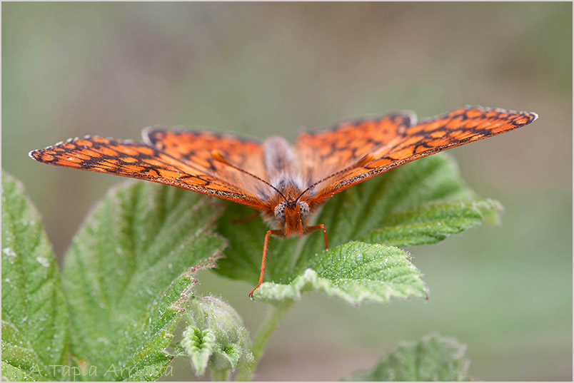 Euphydryas aurinia photo 6