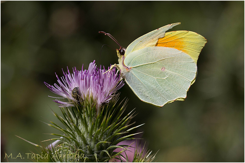 Gonepteryx cleopatra photo 1