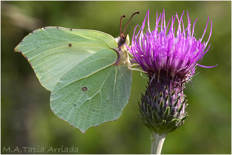 Gonepteryx rhamni photo 1