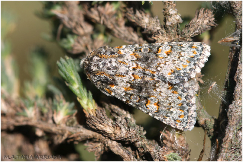 Hecatera dysodea photo 1