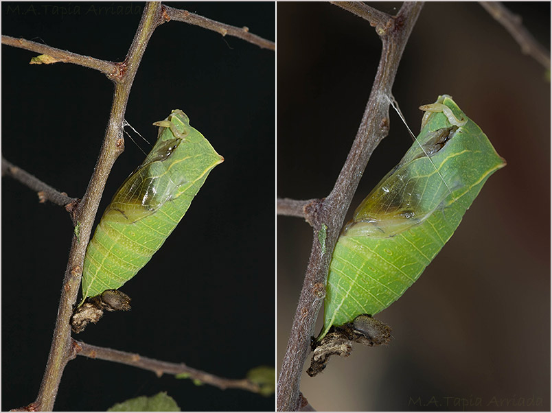 Iphiclides feisthamelii 2 Iphiclides feisthamelii photo 2