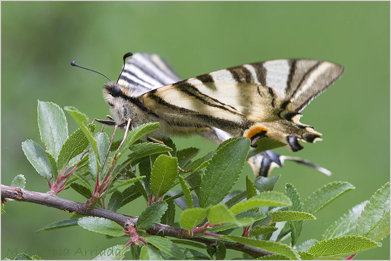 Iphiclides feisthamelii 3 Iphiclides feisthamelii photo 3