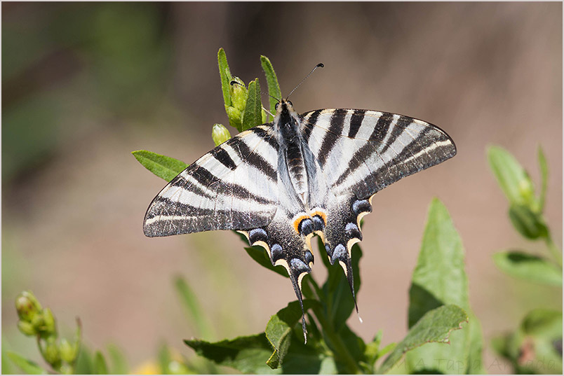 Iphiclides feisthamelii 4 Iphiclides feisthamelii photo 4