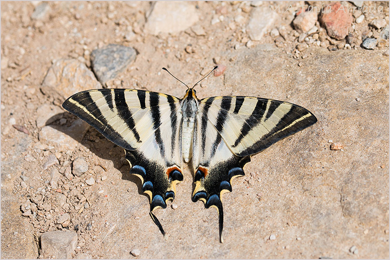 Iphiclides feisthamelii 5 Iphiclides feisthamelii photo 5