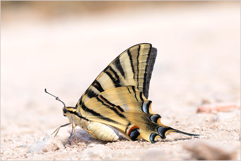 Iphiclides feisthamelii 6 Iphiclides feisthamelii photo 6