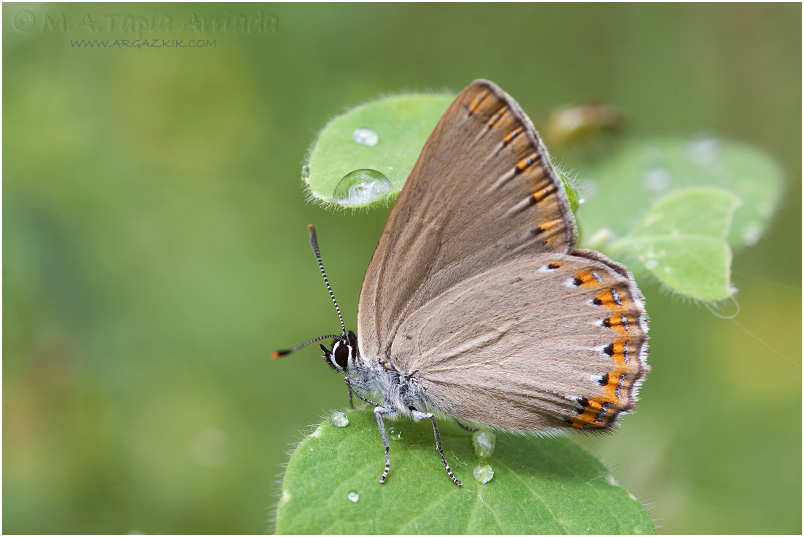 Laeosopis roboris photo 1