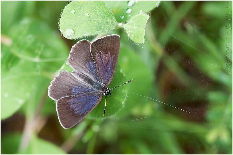 Laeosopis roboris photo 2