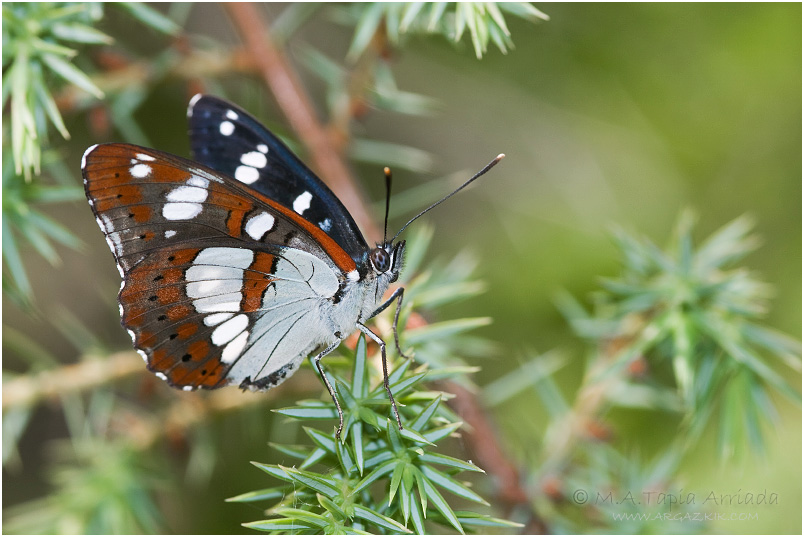 Limenitis reducta photo 1