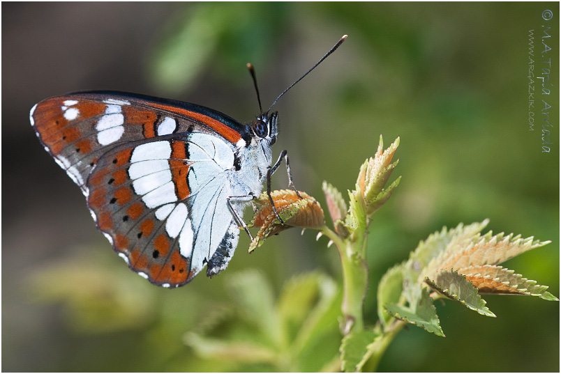 Limenitis reducta photo 2