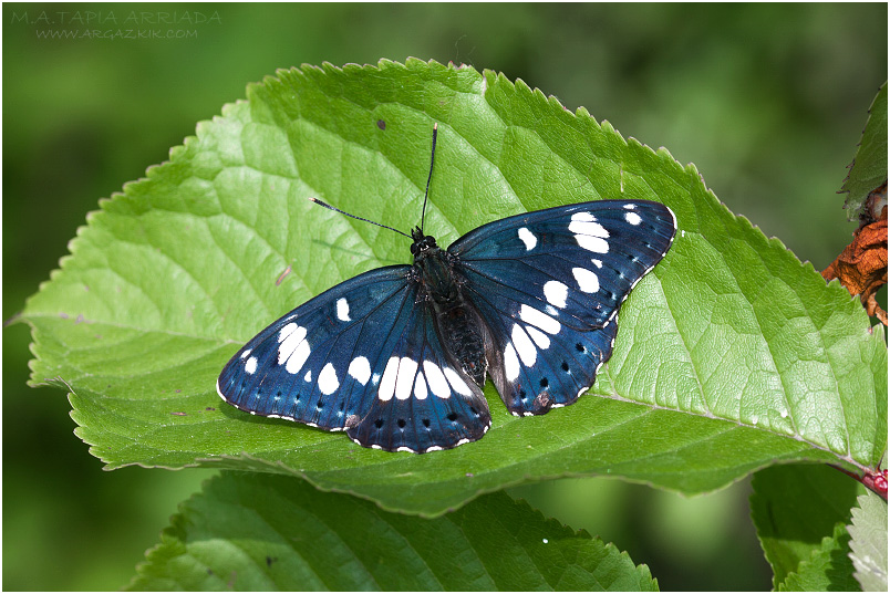 Limenitis reducta photo 3