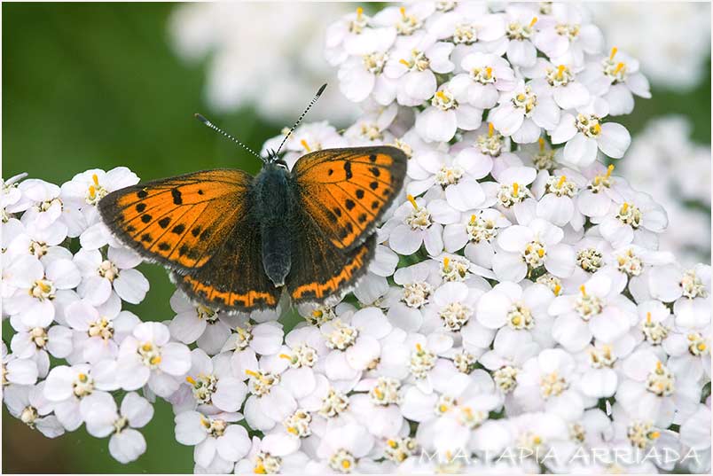 Lycaena hippothoe 1 Lycaena hippothoe photo 1