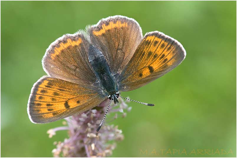 Lycaena hippothoe 2 Lycaena hippothoe photo 2