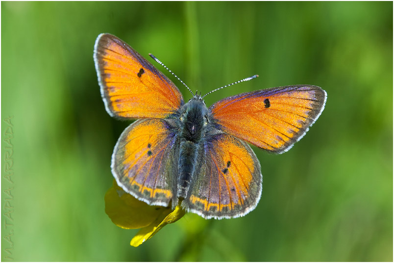Lycaena hippothoe 3 Lycaena hippothoe photo 3