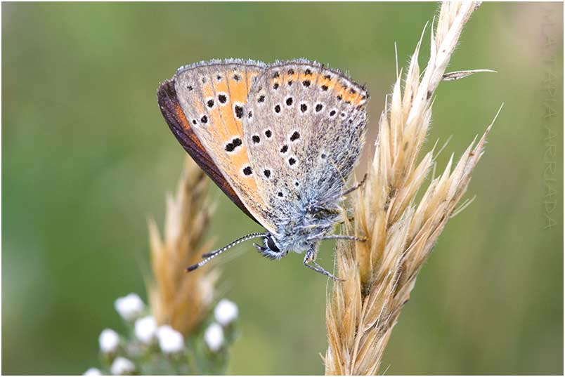 Lycaena hippothoe 4 Lycaena hippothoe photo 4