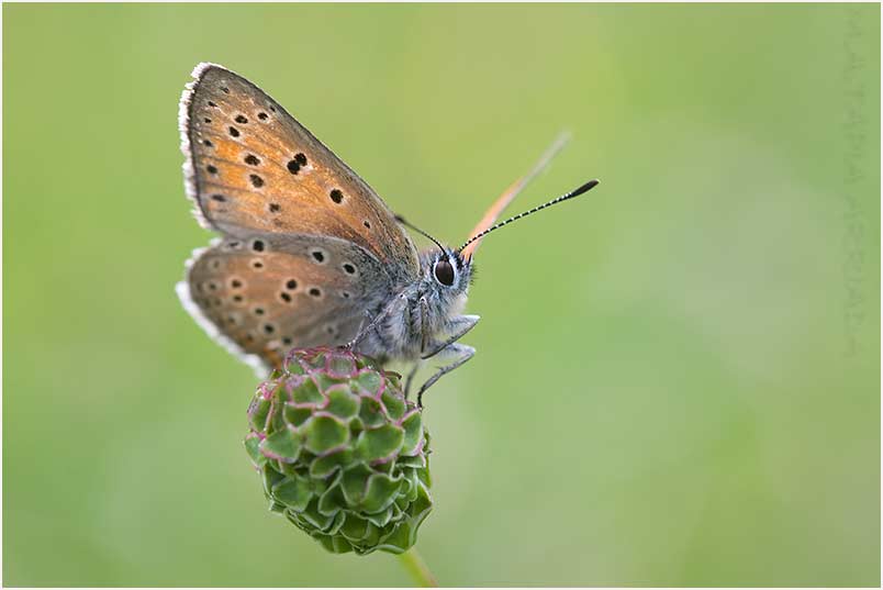 Lycaena hippothoe 5 Lycaena hippothoe photo 5