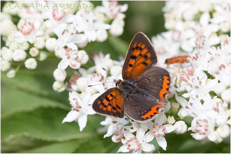 Lycaena phlaeas photo 1