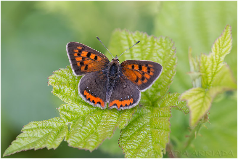 Lycaena phlaeas photo 2