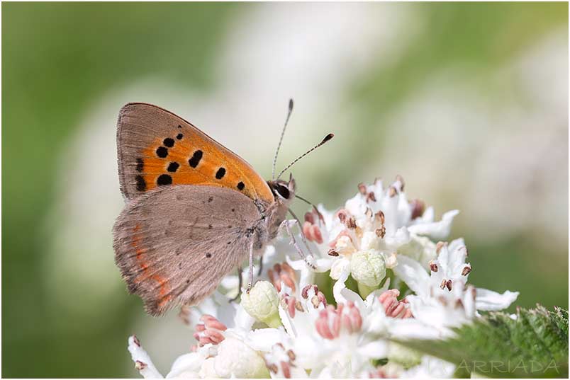 Lycaena phlaeas photo 3