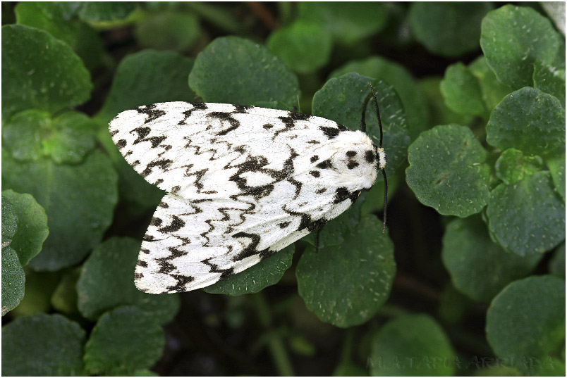 Lymantria monacha photo 1