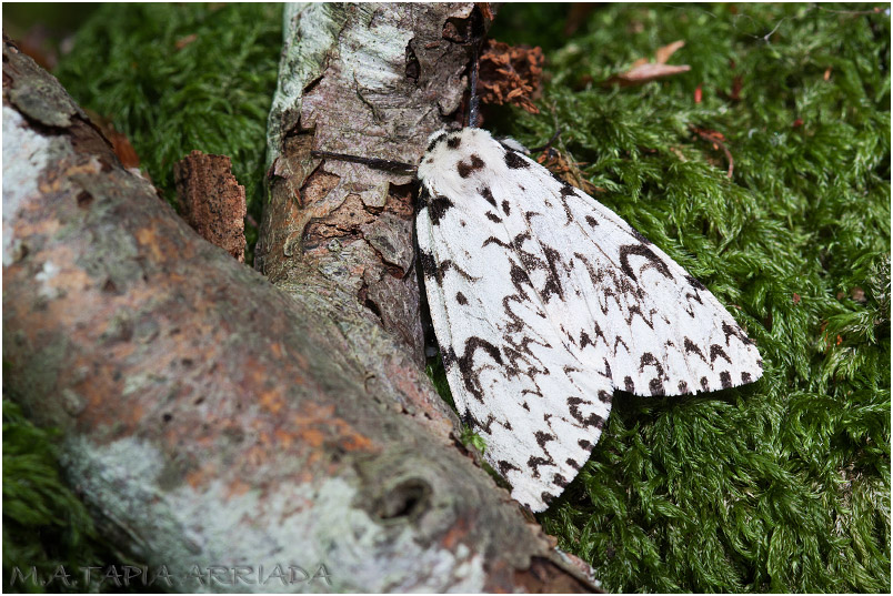 Lymantria monacha photo 2