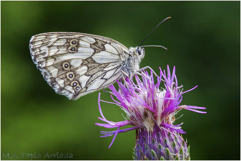 Melanargia galathea photo 1