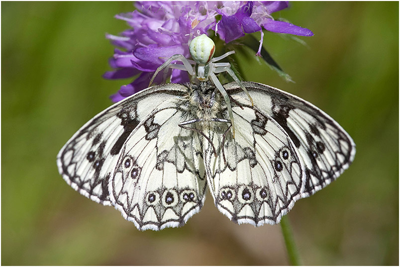 Melanargia galathea photo 2