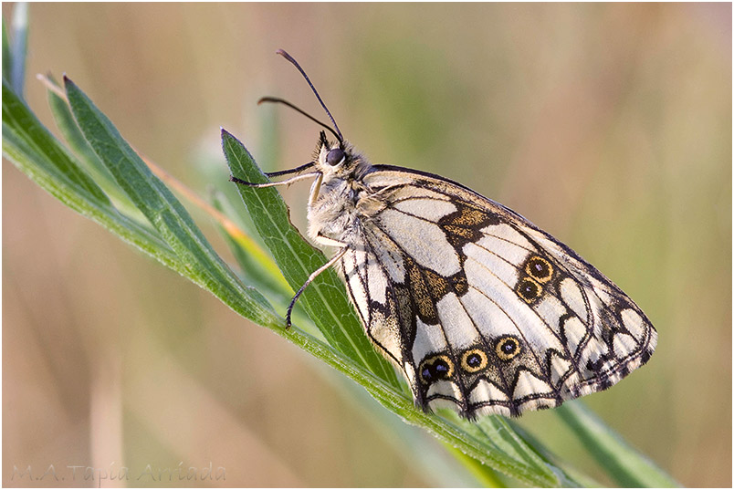 Melanargia galathea photo 4