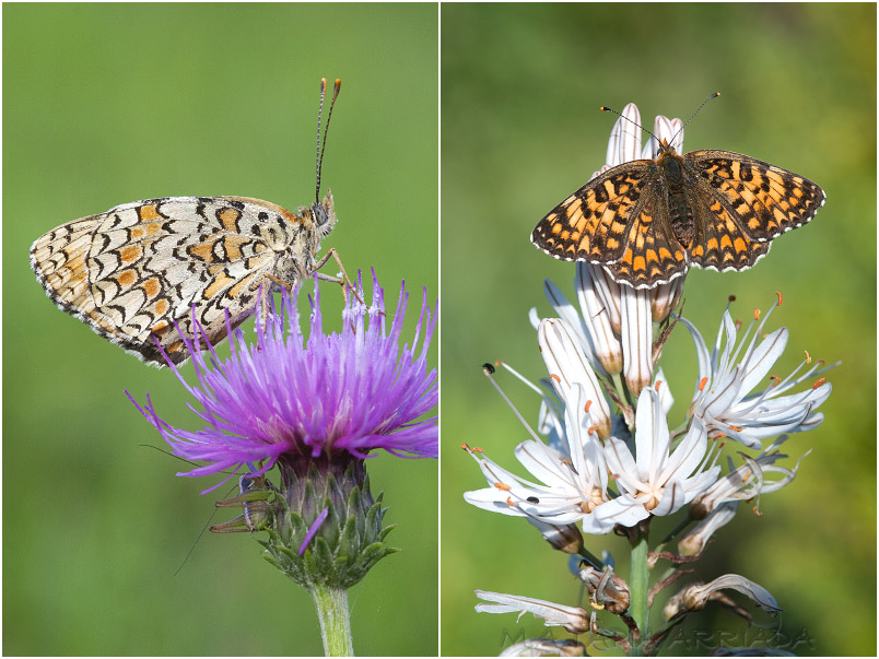 Melitaea phoebe 1 Melitaea phoebe photo 1