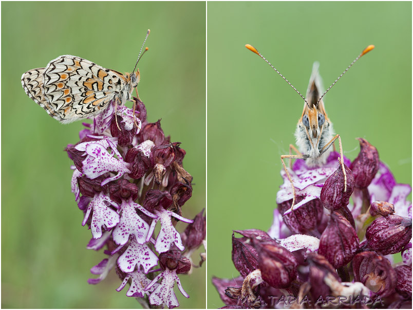 Melitaea phoebe 2 Melitaea phoebe photo 2