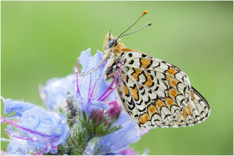 Melitaea phoebe 5 Melitaea phoebe photo 5