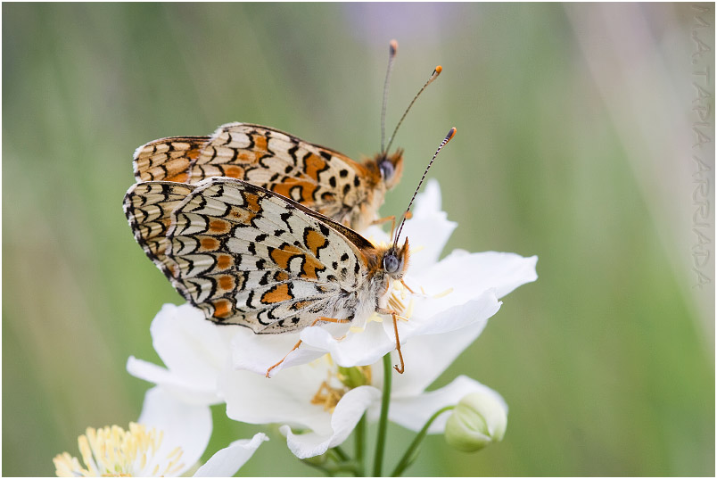 Melitaea phoebe 6 Melitaea phoebe photo 6