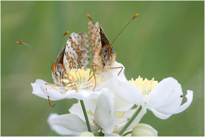Melitaea phoebe 7 Melitaea phoebe photo 7