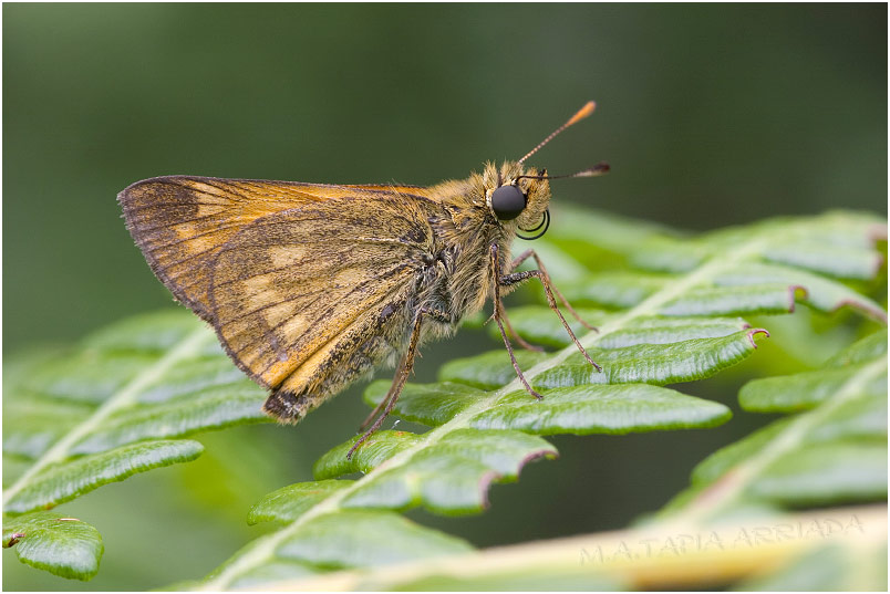 Ochlodes sylvanus photo 1