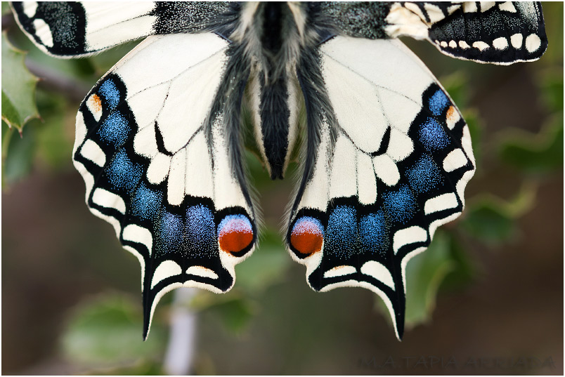Papilio machaon photo 4