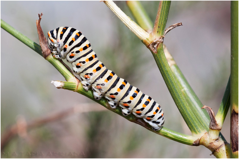 Papilio machaon photo 5