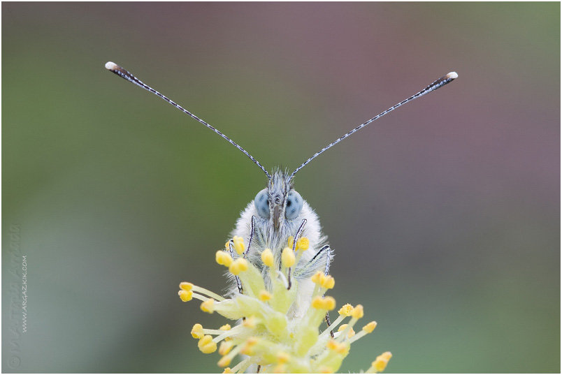 Argazkia