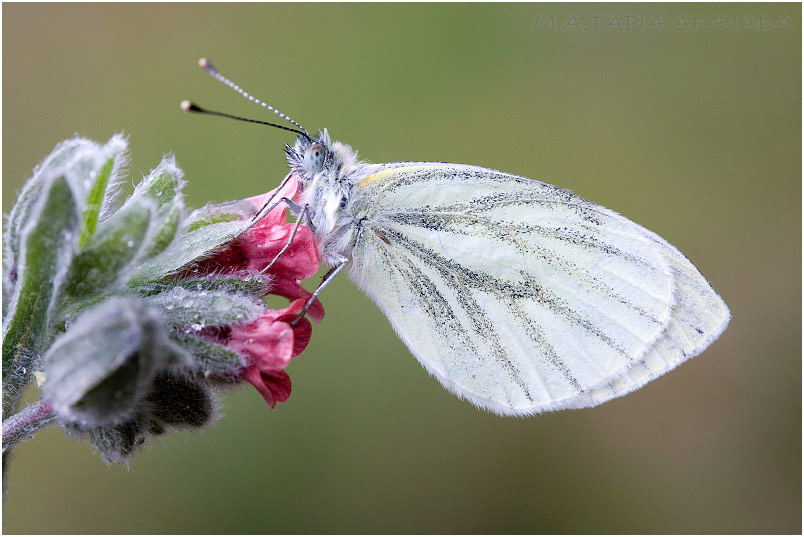 Pieris napi photo 2