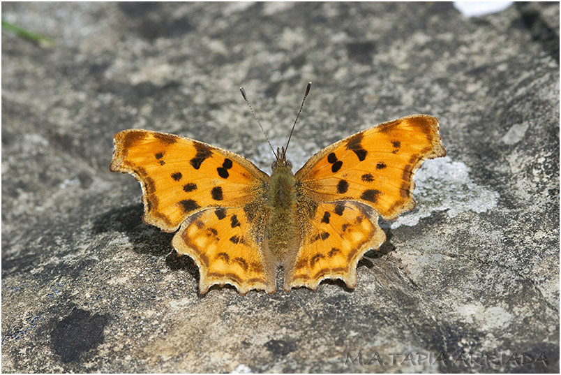 Polygonia c-album photo 1