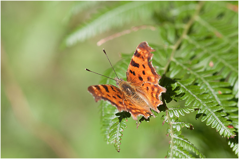 Polygonia c-album photo 2