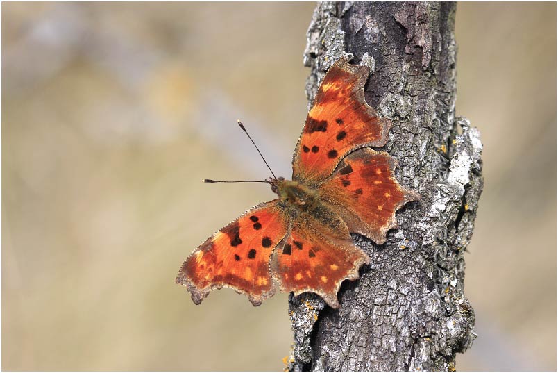 Polygonia c-album photo 3