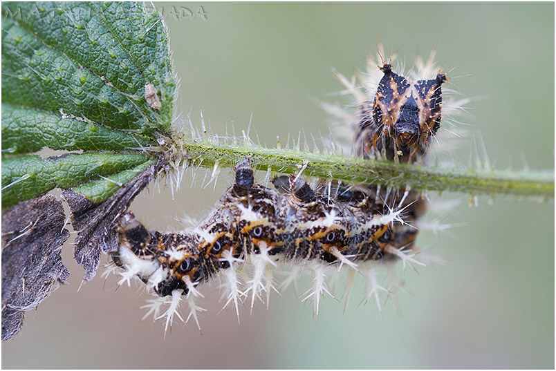 Polygonia c-album photo 4