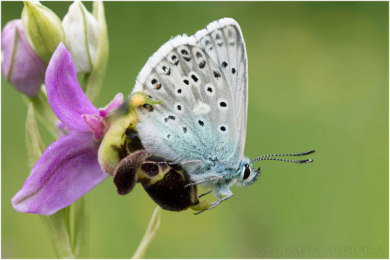 Polyommatus hispanus photo 3
