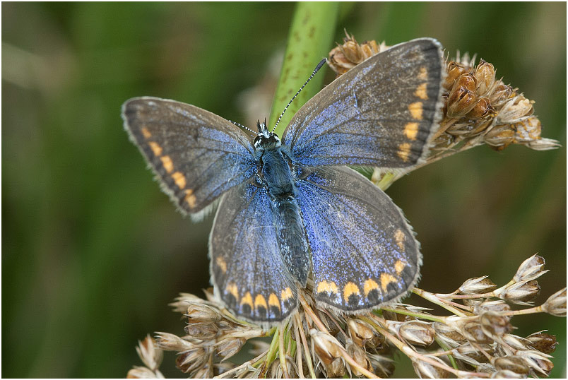 Polyommatus icarus 3 Polyommatus icarus photo 3