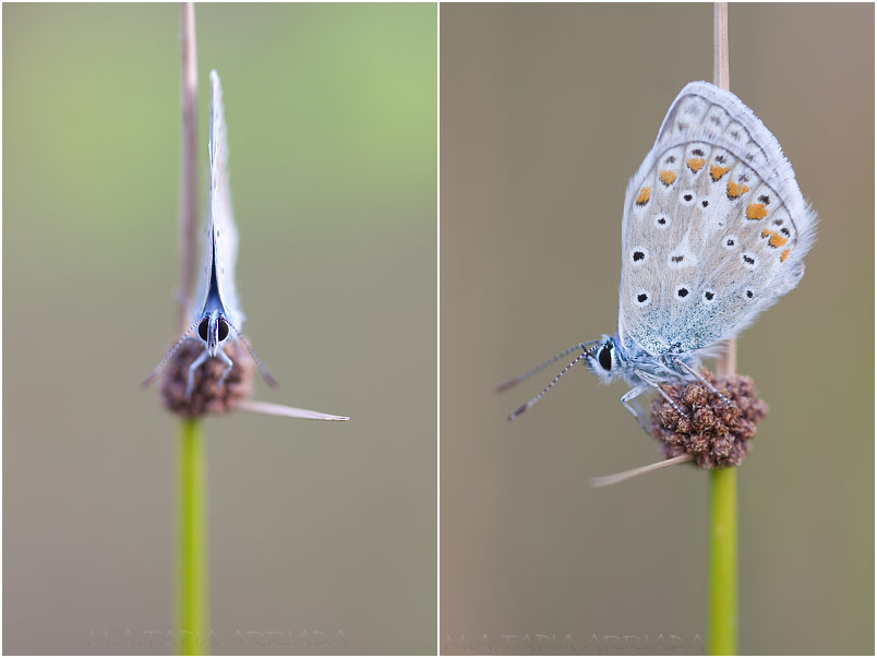 Polyommatus icarus 4 Polyommatus icarus photo 4