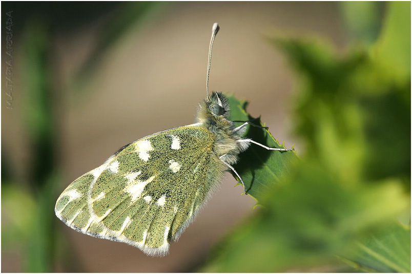 Pontia daplidice photo 1