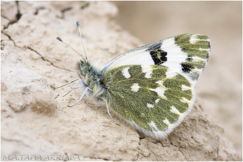 Pontia daplidice 2