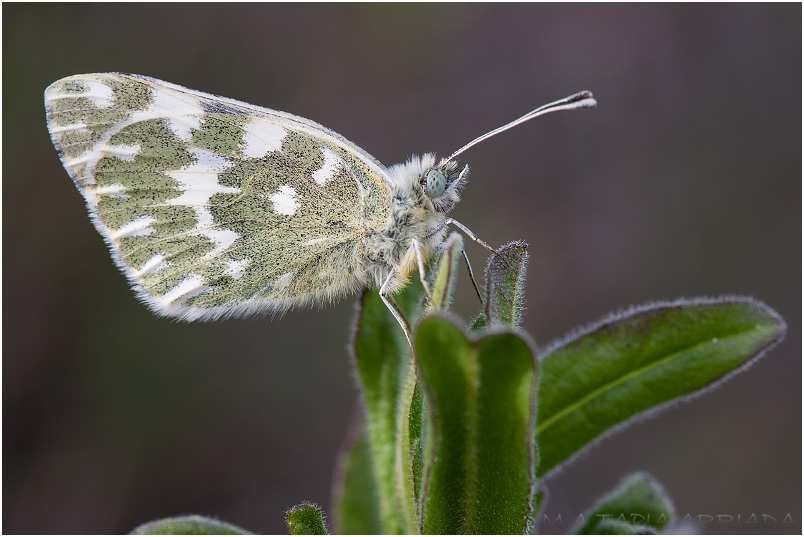 Pontia daplidice 3