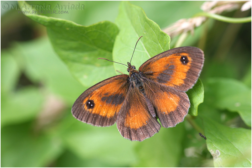 Pyronia tithonus photo 1