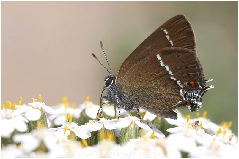 Satyrium spini photo 1
