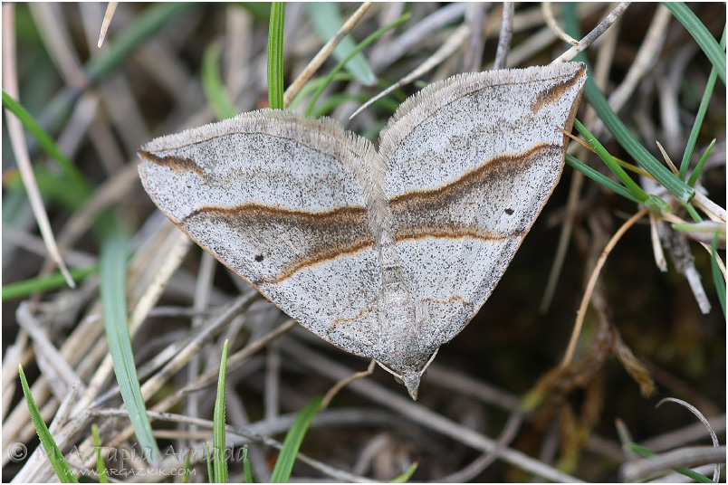 Scotopteryx mucronata photo 1